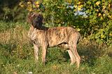 DOGUE ALLEMAND 907